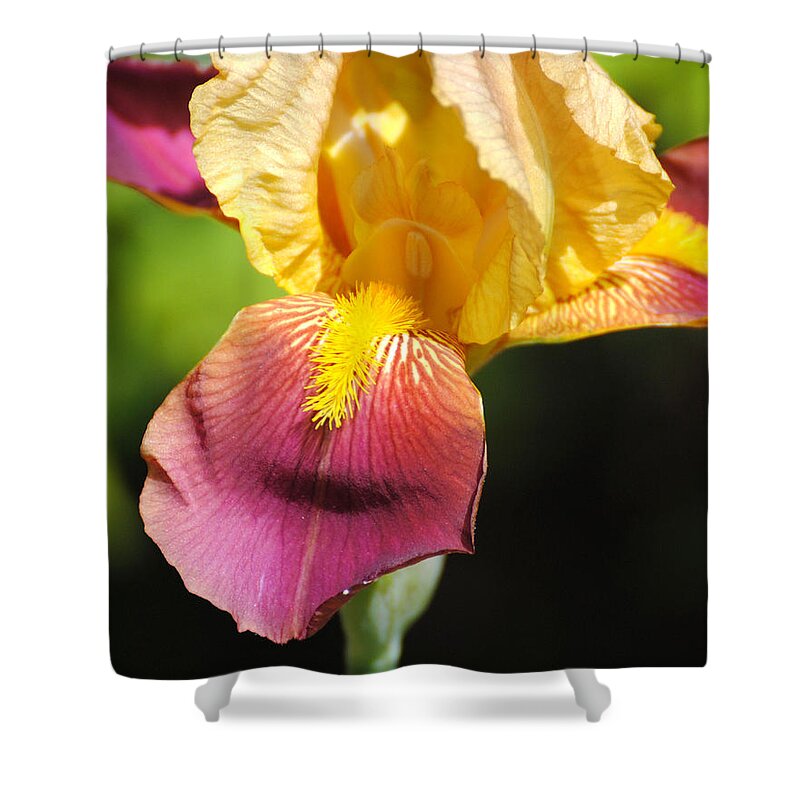 Beautiful Shower Curtain featuring the photograph Purple and Yellow Iris III by Jai Johnson