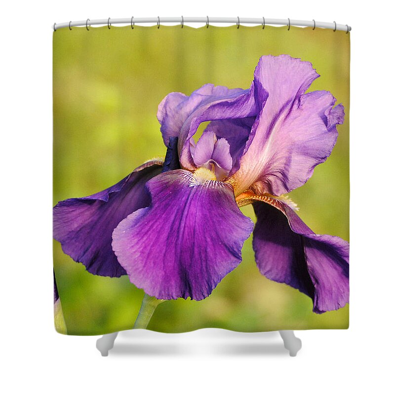 Beautiful Iris Shower Curtain featuring the photograph Purple and Yellow Iris by Jai Johnson