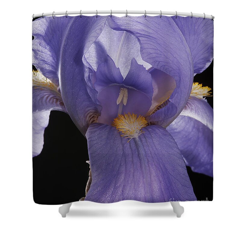 Iris Shower Curtain featuring the photograph Purple Iris by Art Whitton