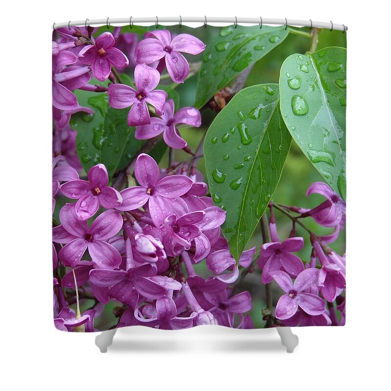 Purple Lilac Shower Curtain featuring the photograph Purple Lilac by Laurel Best