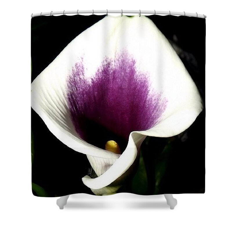 Purple Shower Curtain featuring the photograph Purple Majesty by Kim Galluzzo Wozniak
