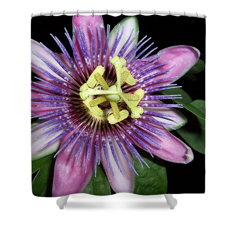 Purple Shower Curtain featuring the photograph Purple Passions by Kim Galluzzo