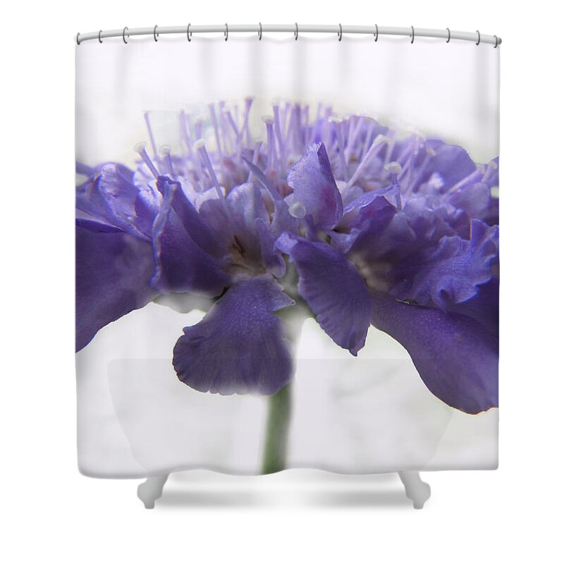 Shower Curtain featuring the photograph Purple Pincushin by Debbie Portwood