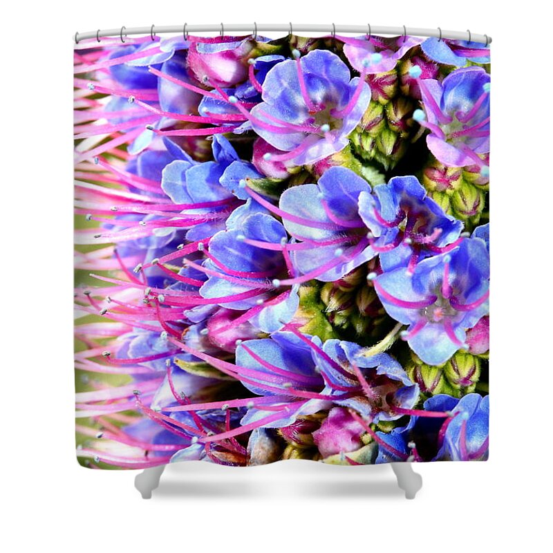 Flower Shower Curtain featuring the photograph Purple Pride of Madeira Flowers . 7D14819 by Wingsdomain Art and Photography
