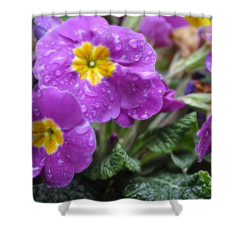 Primula Shower Curtain featuring the photograph Purple Rain by Rob Hemphill