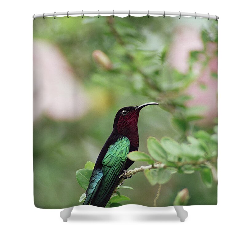 Mp Shower Curtain featuring the photograph Purple-throated Carib Eulampis by Gerry Ellis
