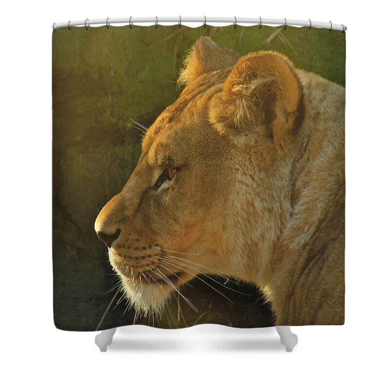 Lion Shower Curtain featuring the photograph Pursuit of Pride by Laddie Halupa