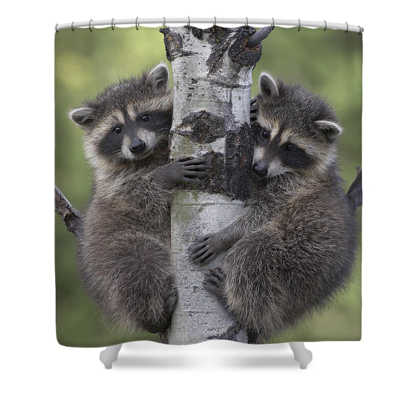 00176521 Shower Curtain featuring the photograph Raccoon Two Babies Climbing Tree North by Tim Fitzharris