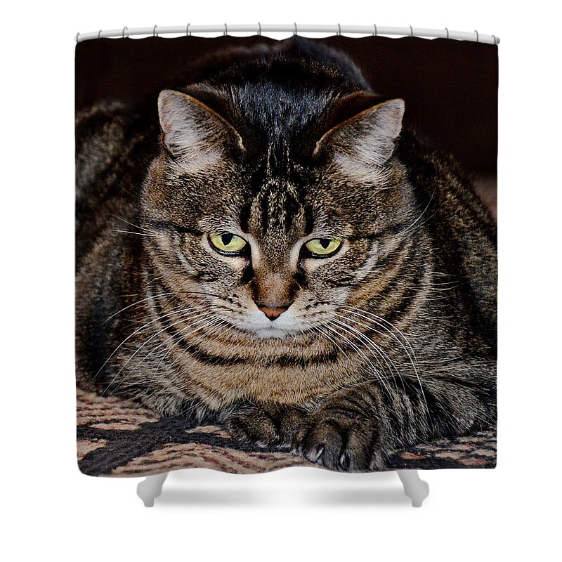Cats Shower Curtain featuring the photograph Radclyffe by Kathi Isserman