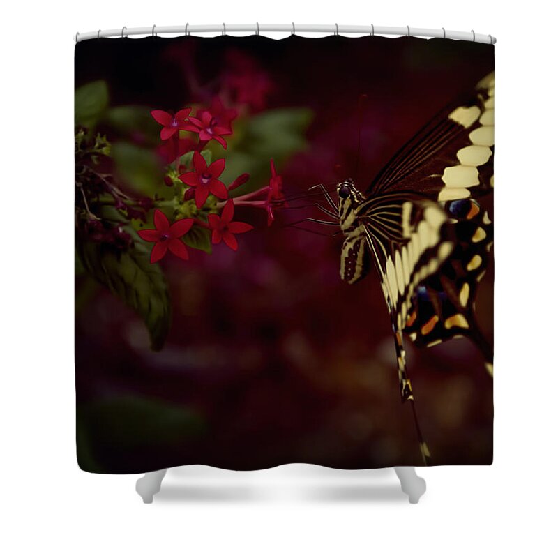 Nature Shower Curtain featuring the photograph Radiant Swallowtail by Linda Tiepelman