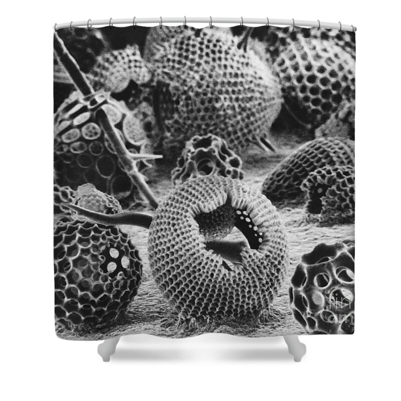 B&w Shower Curtain featuring the photograph Radiolarians Sem by Omikron