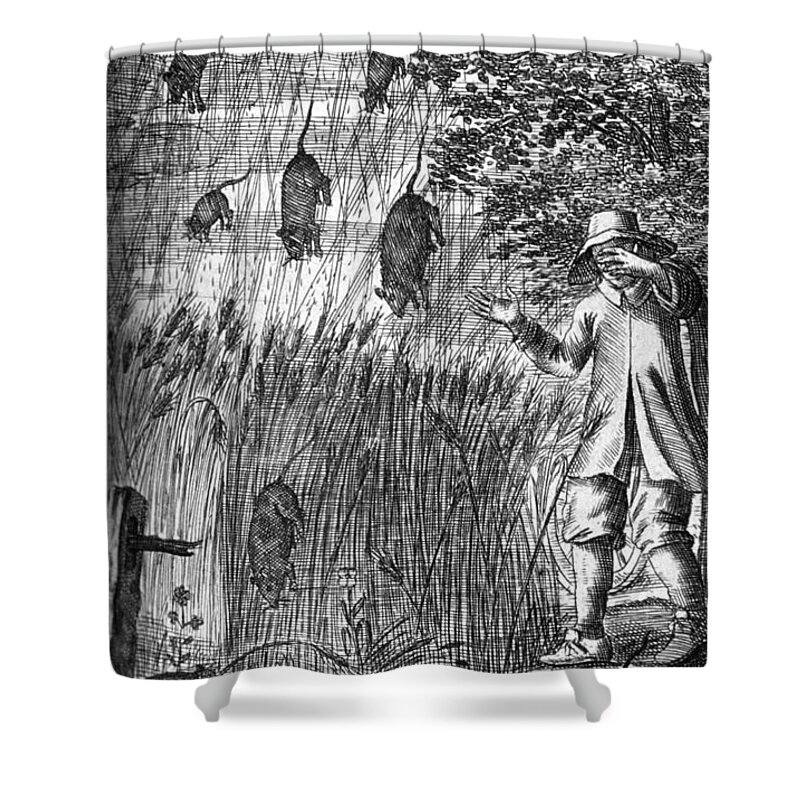 Science Shower Curtain featuring the photograph Raining Rats, 1680 by Science Source