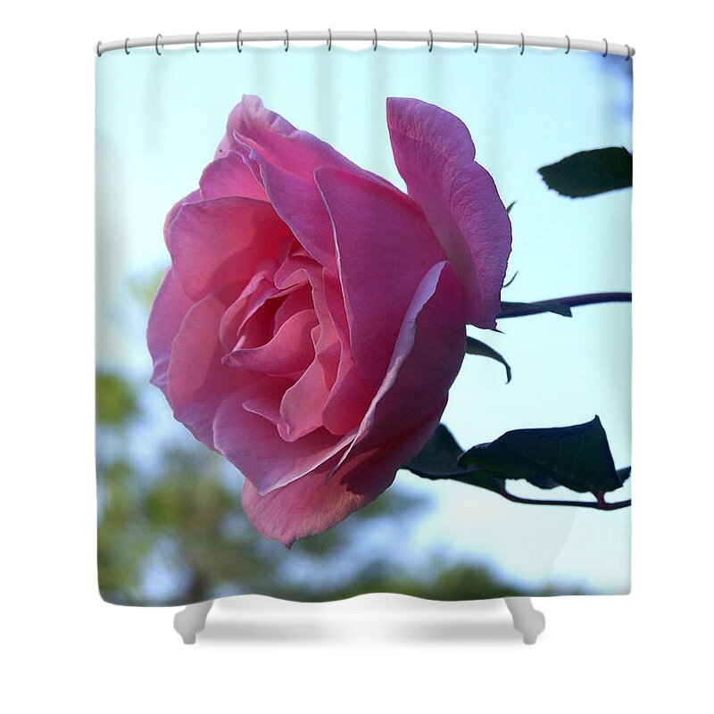 Pink Rose Shower Curtain featuring the photograph Reaching for Sunlight by Kathy White