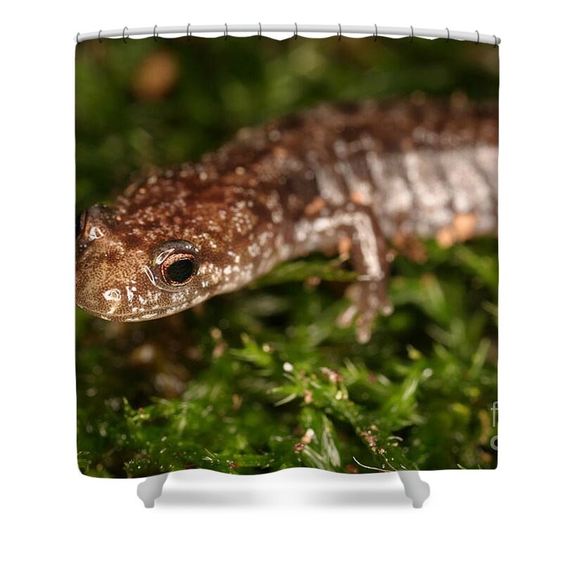 Animal Shower Curtain featuring the photograph Red-backed Salamander by Ted Kinsman