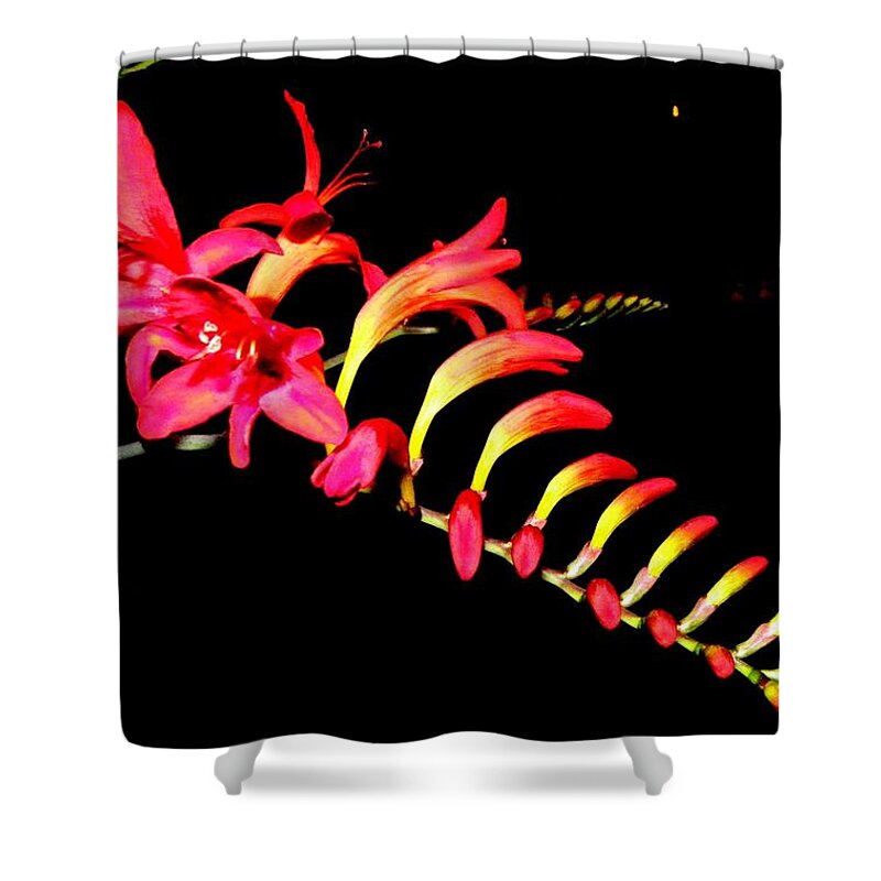 Red Shower Curtain featuring the photograph Red Beauty by Kim Galluzzo Wozniak