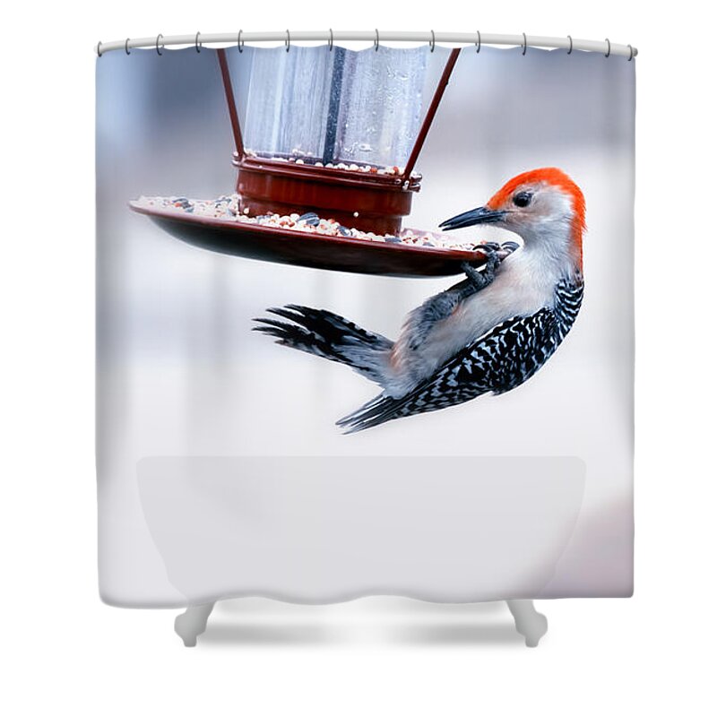 Bird Shower Curtain featuring the photograph Red-Bellied on Feeder by Bill and Linda Tiepelman