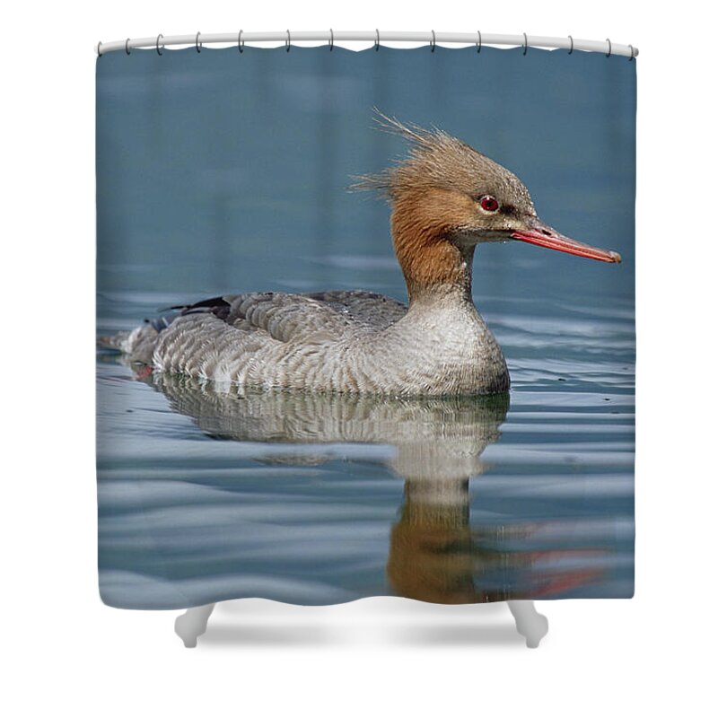 Mp Shower Curtain featuring the photograph Red-breasted Merganser Mergus Serrator by Konrad Wothe