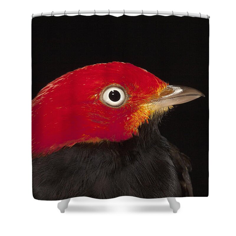 Mp Shower Curtain featuring the photograph Red-capped Manakin Pipra Mentalis Male by Christian Ziegler