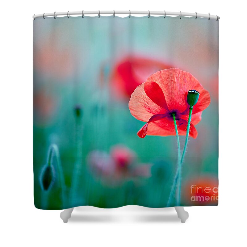 Poppy Shower Curtain featuring the photograph Red Corn Poppy Flowers 04 by Nailia Schwarz