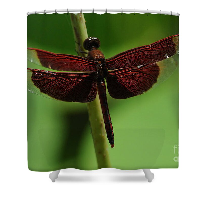 Neurothemis Ramburii Ramburii Shower Curtain featuring the photograph Red Dragonfly by Vivian Christopher