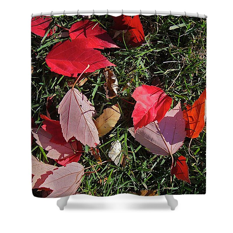 Fall Leaves Shower Curtain featuring the photograph Red Fall by Joseph Yarbrough