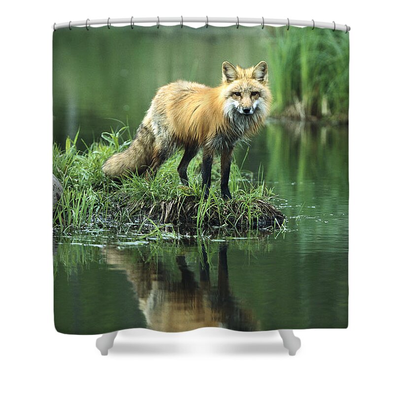 00197753 Shower Curtain featuring the photograph Red Fox Reflected in Lake by Konrad Wothe