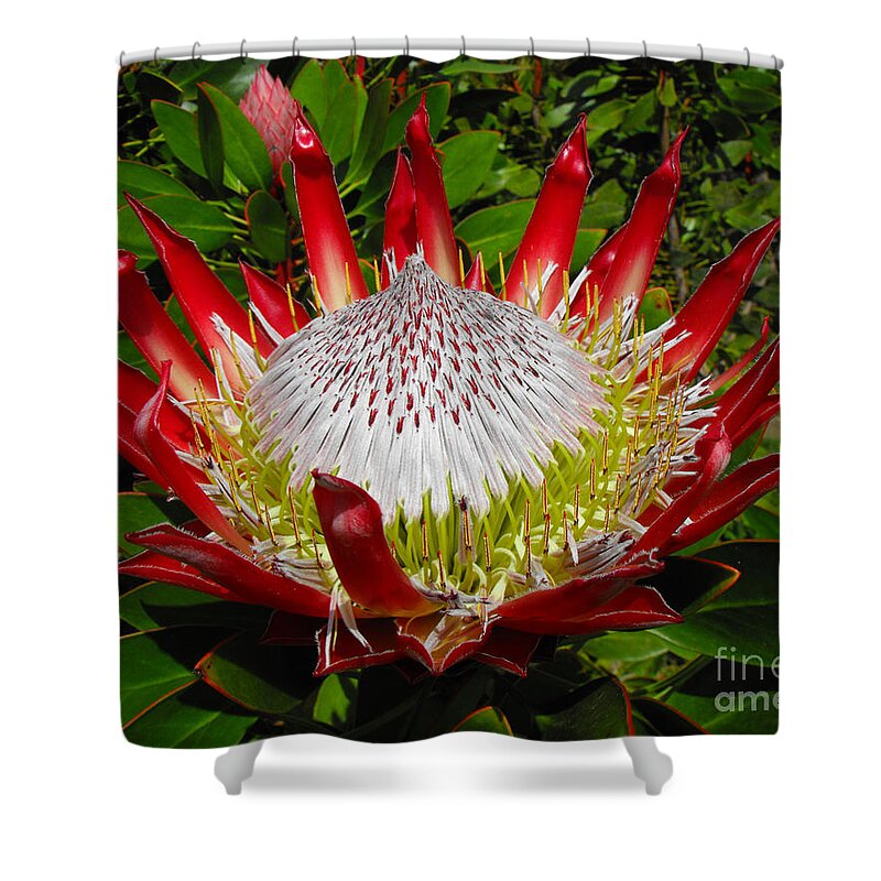 Protea Shower Curtain featuring the photograph Red King Protea by Rebecca Margraf