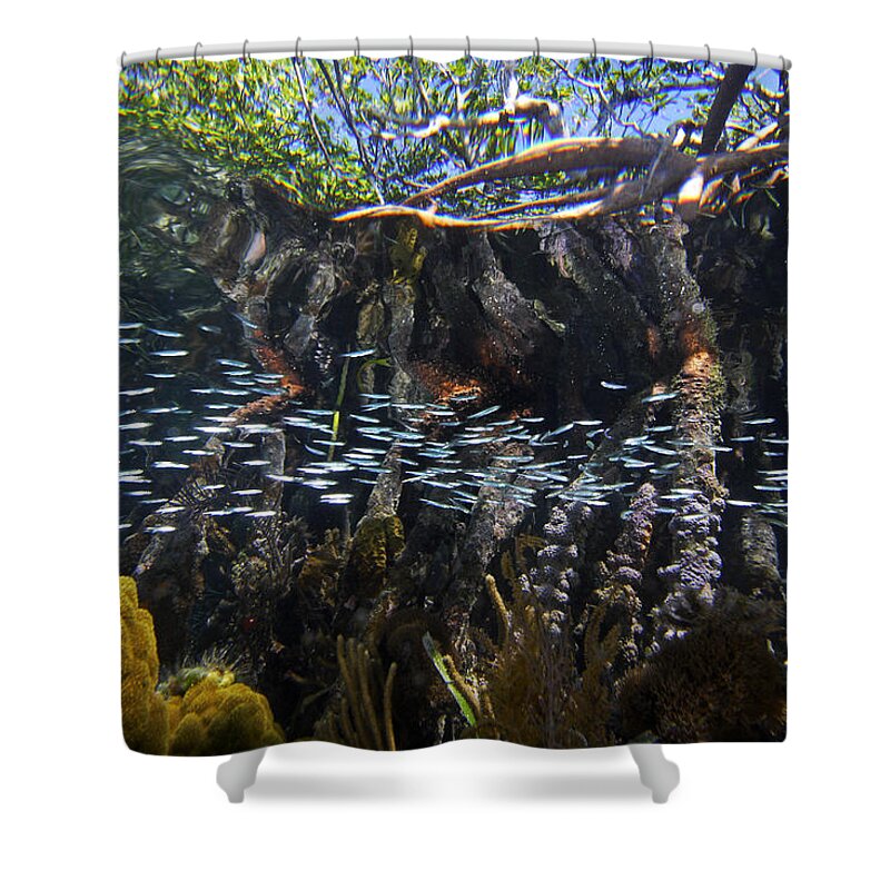 Mp Shower Curtain featuring the photograph Red Mangrove Rhizophora Mangle Aerial by Christian Ziegler