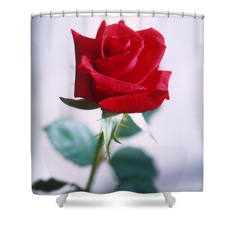 Plant Shower Curtain featuring the photograph Red Rose by Science Source