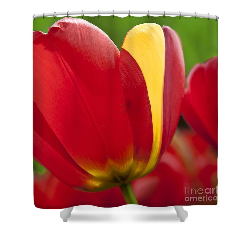 Tulip Shower Curtain featuring the photograph Red Tulips 1 by Heiko Koehrer-Wagner