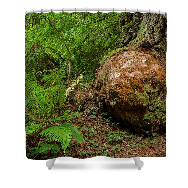 Redwoods Shower Curtain featuring the photograph Redwood Burls and Ferns by Greg Nyquist