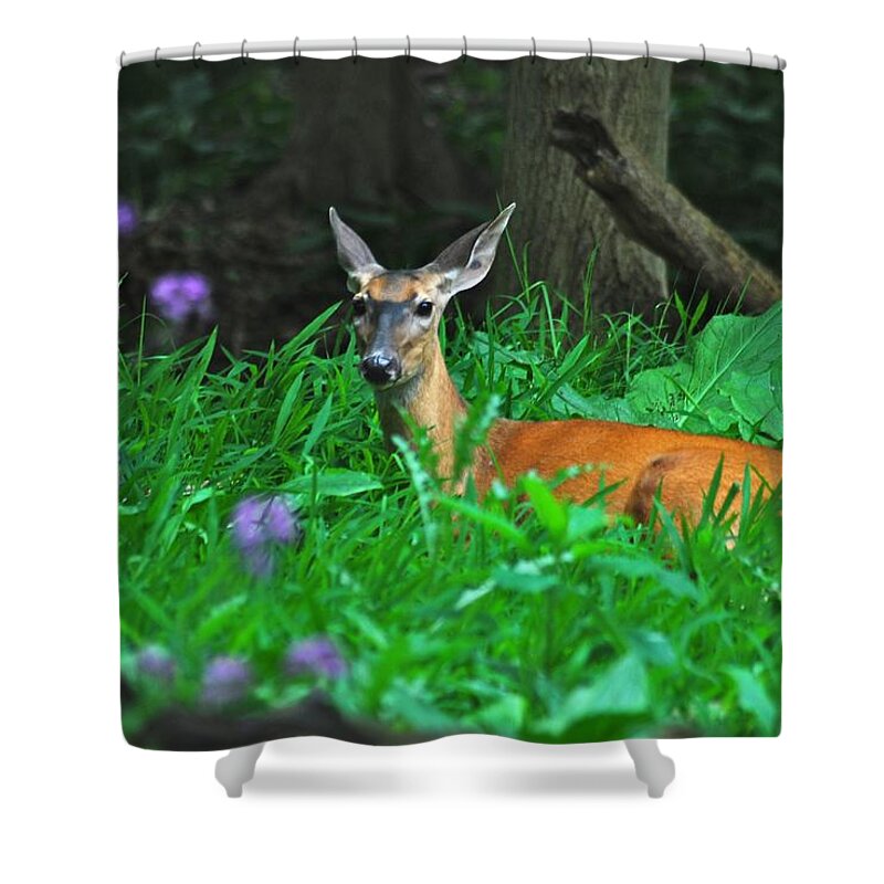 Deer Shower Curtain featuring the photograph Relaxing in the Morning by Michael Peychich