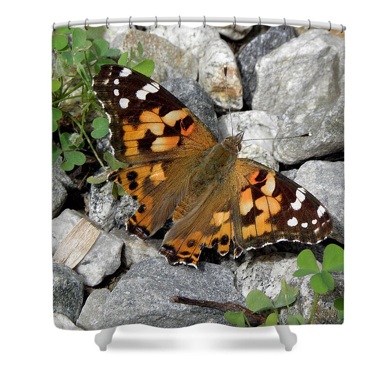 Butterfly Shower Curtain featuring the photograph Resting On Rocky Clovers by Kim Galluzzo Wozniak