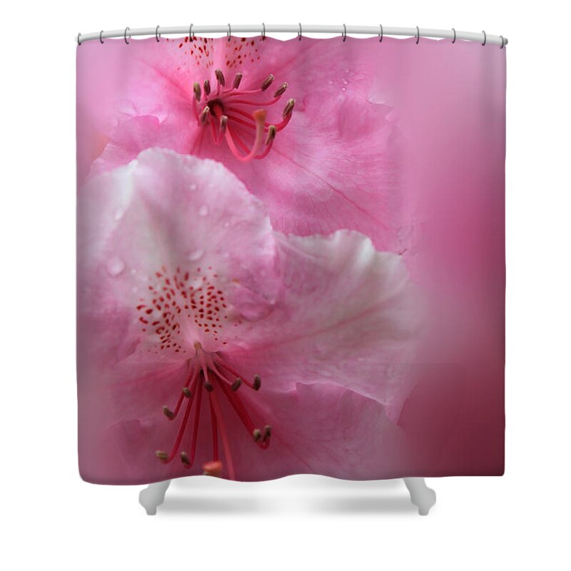 Rhododendron Shower Curtain featuring the photograph Rhododendron Dreams by James Eddy