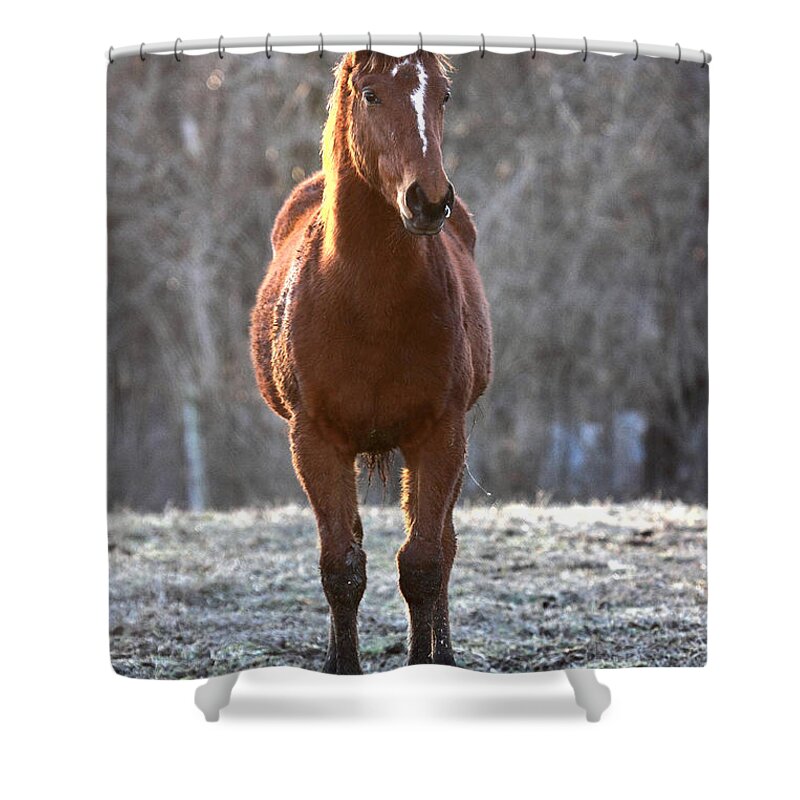  Shower Curtain featuring the photograph 'Riddle Me This' by PJQandFriends Photography