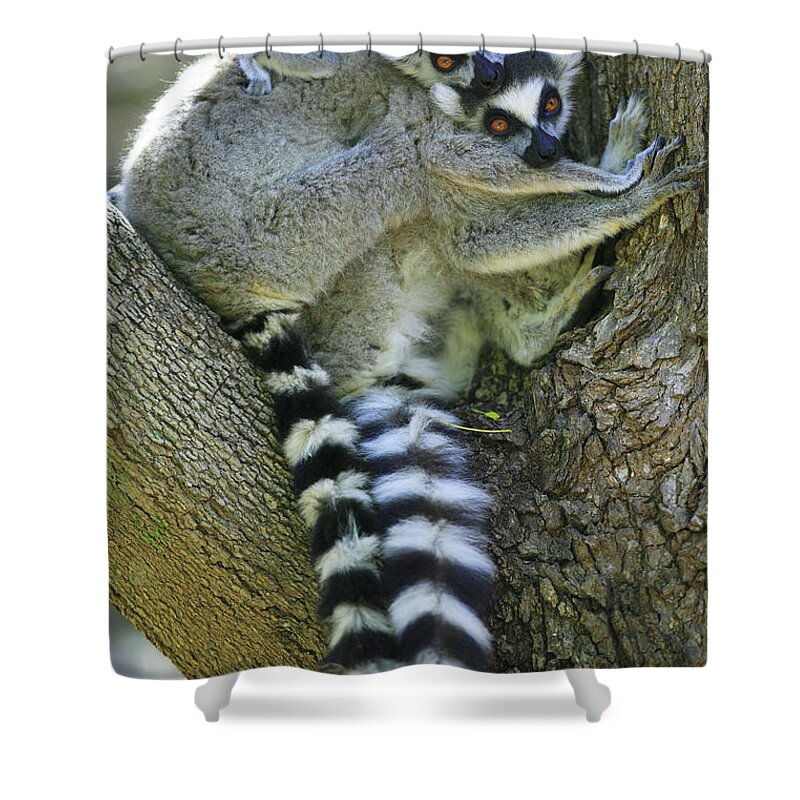 00621139 Shower Curtain featuring the photograph Ring-tailed Lemurs Madagascar by Cyril Ruoso