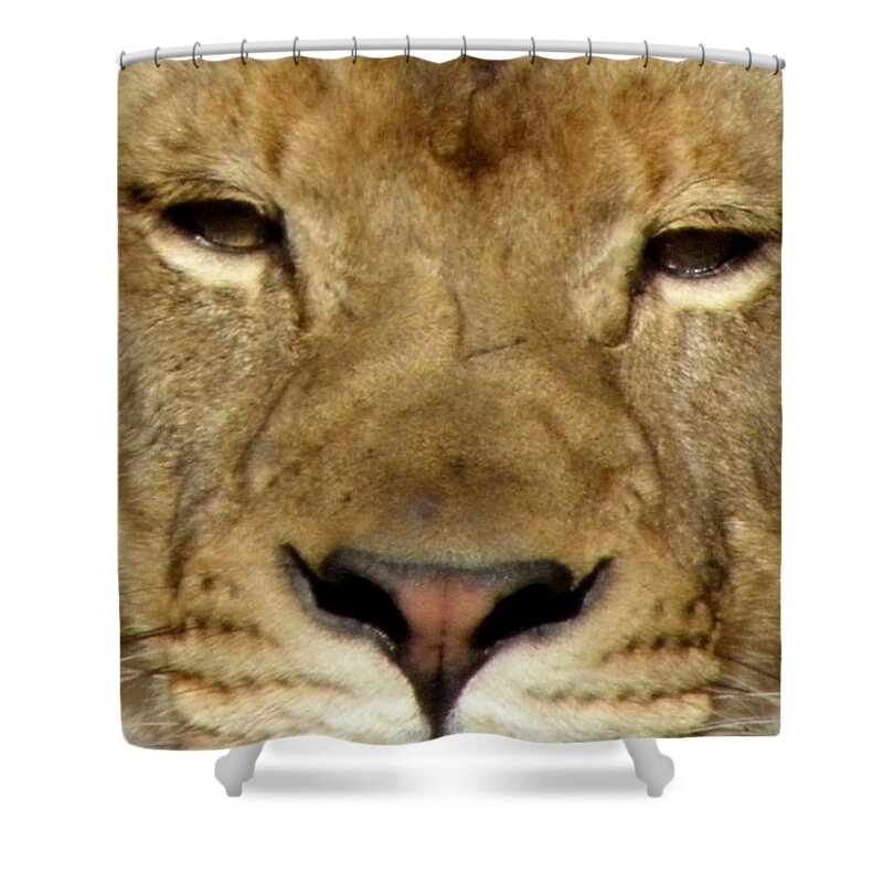 Lion Shower Curtain featuring the photograph Roar by Kim Galluzzo