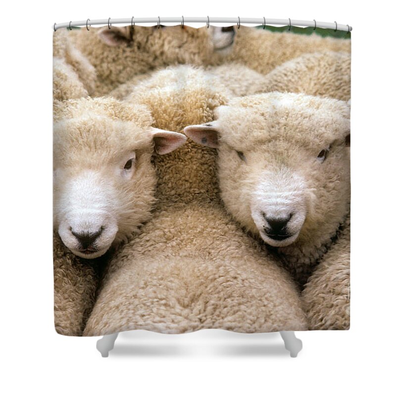 Nature Shower Curtain featuring the photograph Romney Sheep by Gregory G Dimijian and Photo Researchers