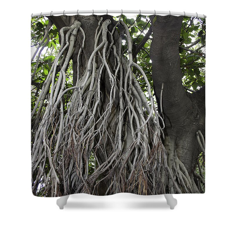 Amritsar Shower Curtain featuring the photograph Roots from a large tree inside Jallianwala Bagh by Ashish Agarwal