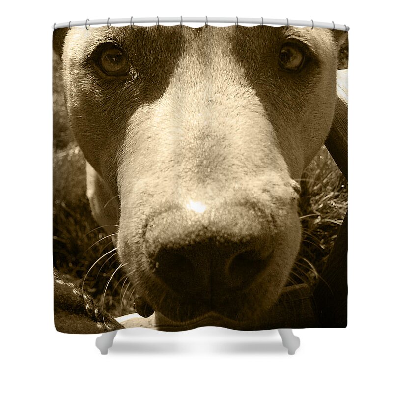 Pitbull Shower Curtain featuring the photograph Roscoe Pitbull Eyes by Kym Backland