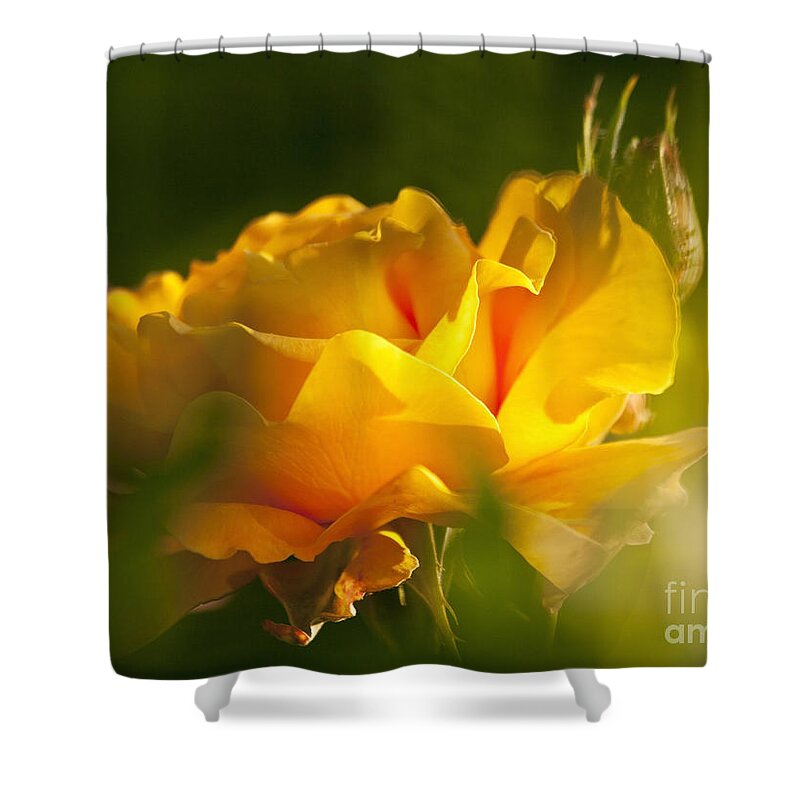 Rose Shower Curtain featuring the photograph Rose Blossom by Heiko Koehrer-Wagner