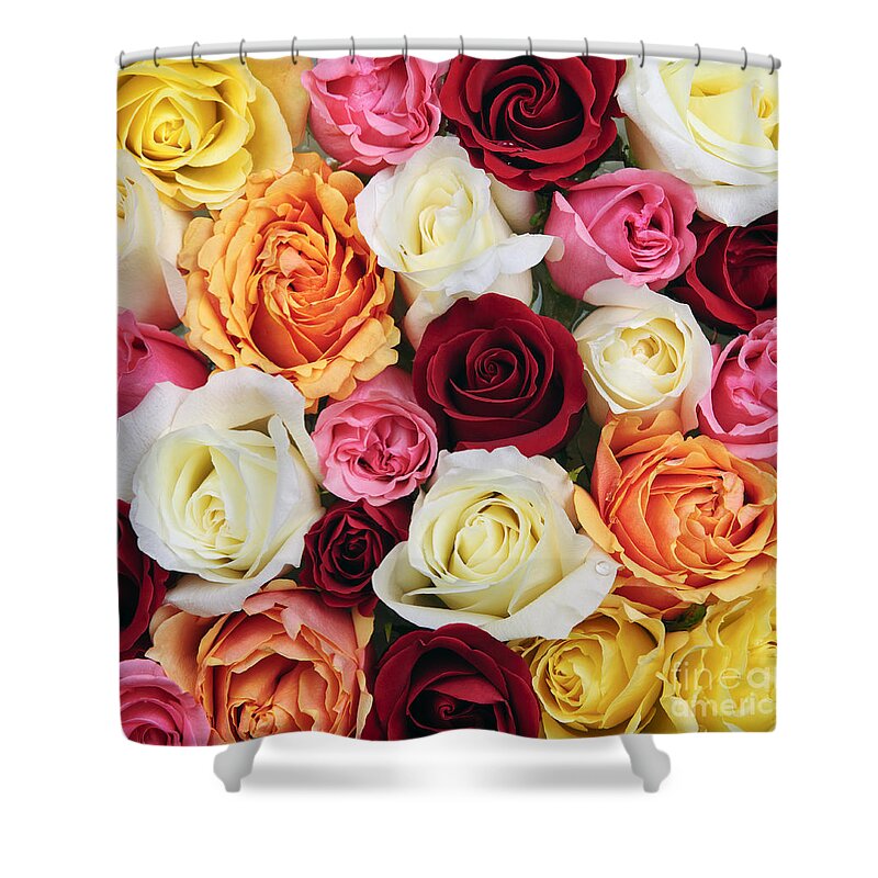 Roses Shower Curtain featuring the photograph Rose blossoms 2 by Elena Elisseeva