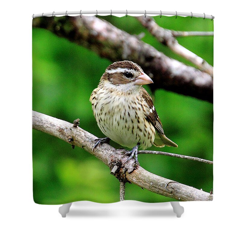  Shower Curtain featuring the photograph 'Rose-breasted Grosbeak Girl' by PJQandFriends Photography