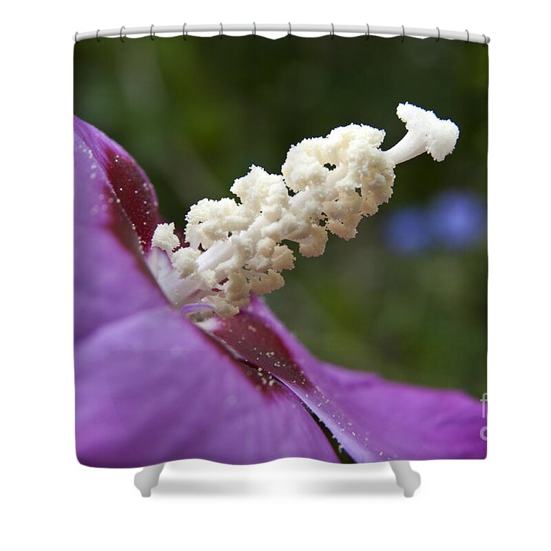 Flower Shower Curtain featuring the photograph Rose of Sharon by Jeannette Hunt
