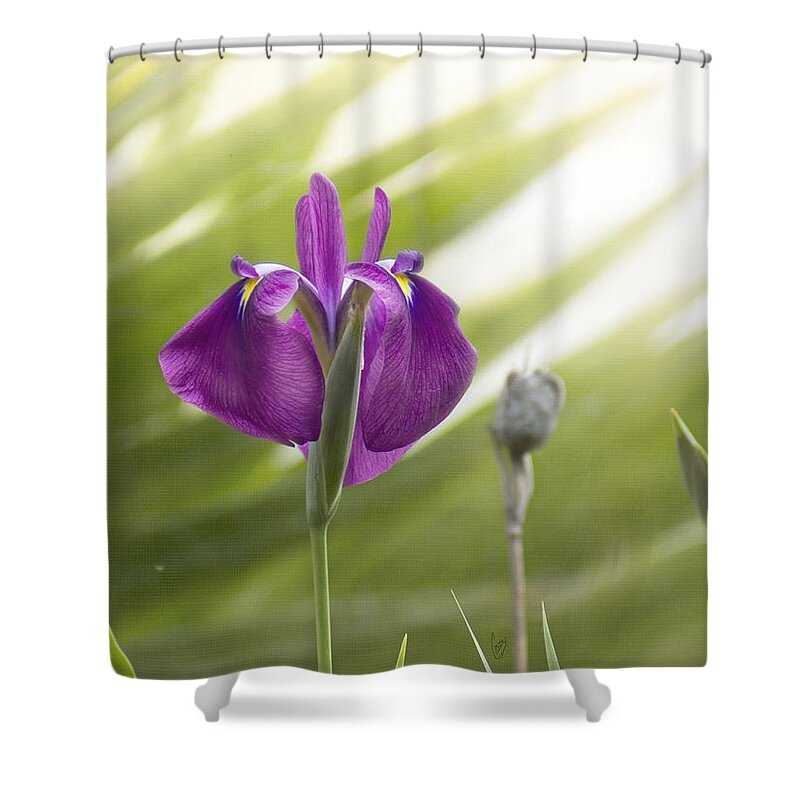 Green Shower Curtain featuring the photograph Purple Japanese Water Iris by Cindy Garber Iverson