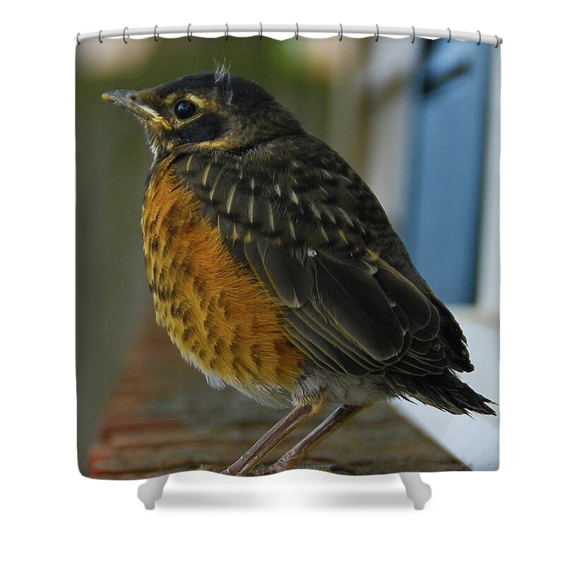 Birds Shower Curtain featuring the photograph Ruffian by Guy Whiteley
