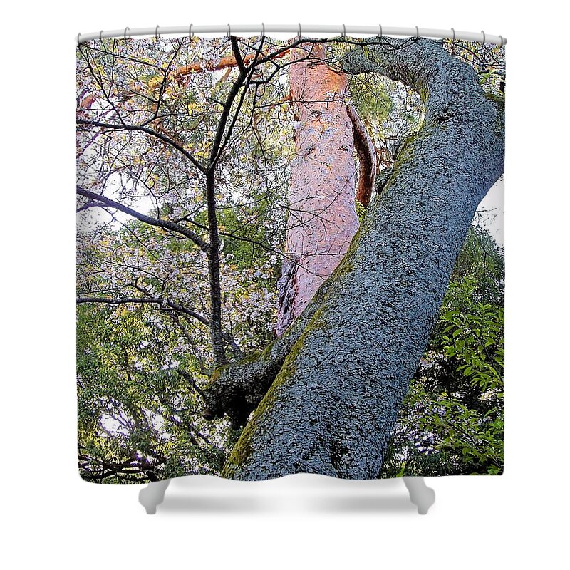 Tokyo Shower Curtain featuring the photograph Sacred Cherry by Jenny Hudson