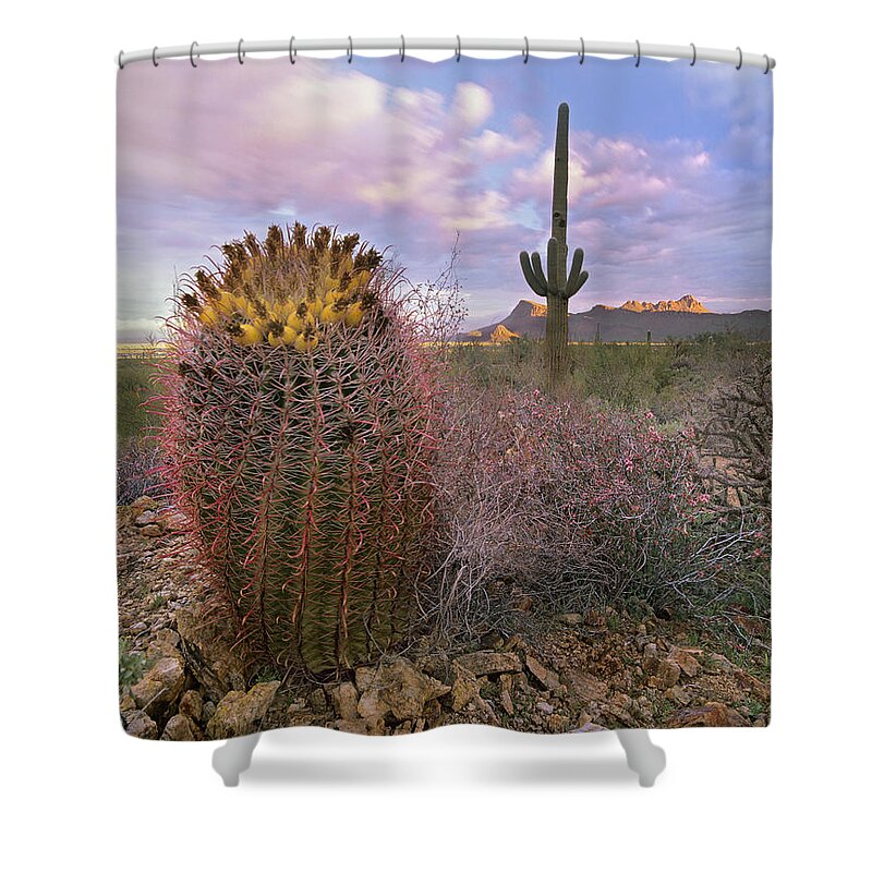 00176671 Shower Curtain featuring the photograph Saguaro And Giant Barrel Cactus by Tim Fitzharris