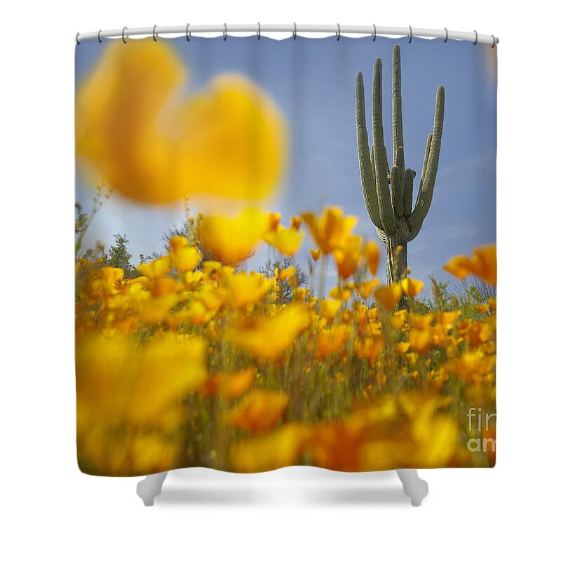 00443062 Shower Curtain featuring the photograph Saguaro Cactus And California Poppies by Tim Fitzharris