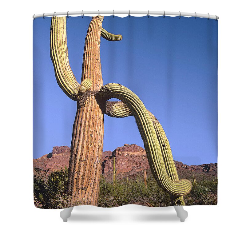 Mp Shower Curtain featuring the photograph Saguaro Carnegiea Gigantea And Ajo by Tim Fitzharris